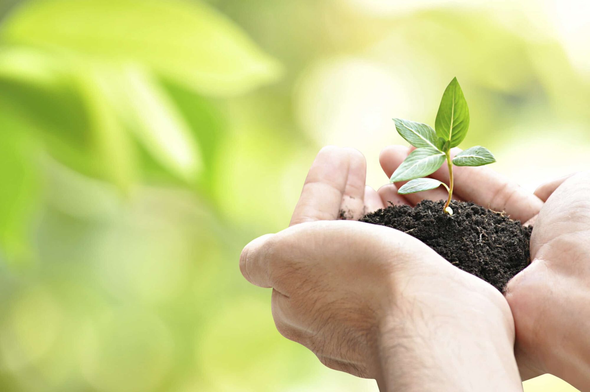 Hands holding green sapling with soil